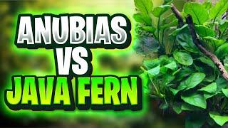 Anubias Vs Java Fern - What's The Best Option For Your Planted Tank?