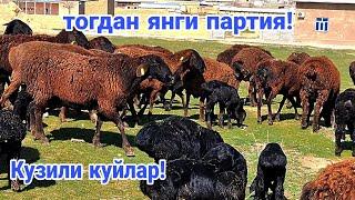 Энг арзон жойидан! Кузили куйлар! 992211598️