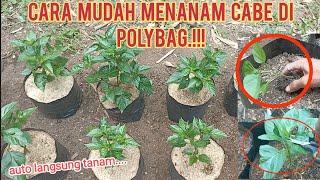 cara mudah menanam cabe di polybag dari awal.!#cabe #petani #garden