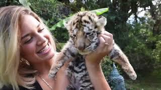 RAISING A BABY TIGER 