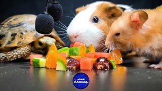 Hamster Turtle Guinea Pig  ASMR Mukbang Eating for Sleep