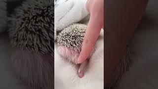 Hedgehog   530 #shorts #hedgehog #stickyHedgehog #cutehedgehogs #hedgehoglove