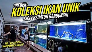 GOKIL CICI PEMERSATU BANGSA!!! - KOLEKSI SHARK-CHU UNIK SAMPE IKAN PREDATOR GANAS !!!