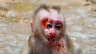 OH No OH My God Help Very Poor Baby Monkey Rip Very Bad Mommy Fight Baby Cutest Bon Bon Lovely Adore