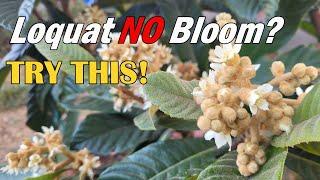 Few People Know Your Loquat Tree Will Bloom If You Do This | Bloom Booster | Hand Pollination