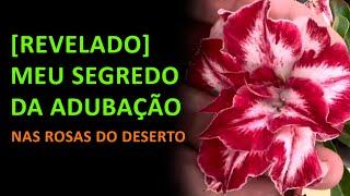 [REVELADO] MEU SEGREDO DA Adubação nas ROSAS DO DESERTO 