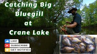 Bream Fishing - Catching Big Bluegill at Crane Lake and Fighting Gnats