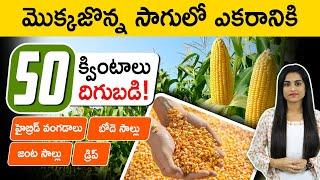 Sweet Corn Farming In Telugu - Get 50 Tons in 1 acre of Land|మొక్క జొన్న సాగు|Sweet Corn Cultivation