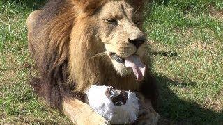 Lion Soccer! - Tampa Bay Rowdies