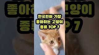 한국인이 가장 좋아하는 고양이 종류 TOP7 (Top 7 in Korean favorite cat rankings)