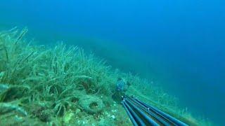 Moray Eel attacks Spearfisher