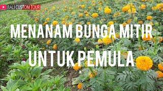 CARA MENANAM BUNGA MITIR UNTUK PEMULA #BEGINNERFARMING