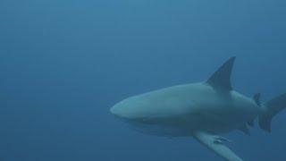 Bull Shark Attacks 3 July of 2024 in Texas