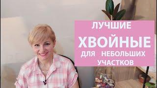 ТОП-10 Лучших хвойных растений для маленького сада. Хвойные растения для небольших участков