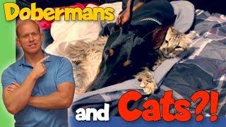 DON'T Put a Doberman in a Home with Cats Until You See This!