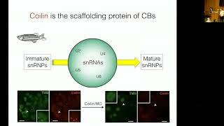 Liquid Phase Separation and Cancer