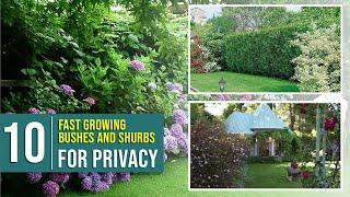 10 Fast Growing Bushes and shurbs for Personal Privacy in Your Backyard