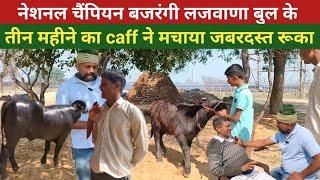 Bajrangi Lajwana Bull's three-month #caff stopped tremendously. #murah #bajrangilajwana #bull