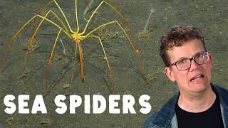 Bad News: The Ocean Is Full of Spiders*