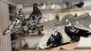 Продажа ВПЕЧАТЛЯЮЩЕЙ КОЛЛЕКЦИИ Голубей Гии Гагуа!#pigeons #animal #newyear #georgia