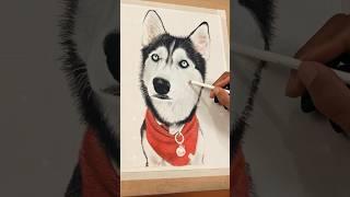 Color pastel drawing of a Husky #realisticdrawing #colorpastel #dogportrait #doglover