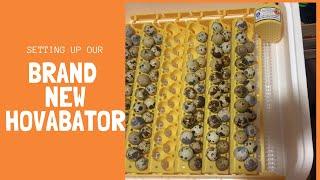 Did we buy The BEST Tabletop Incubator AVAILABLE!?!?