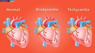 About Heart Beat, Normal, Bradycardia and Techy cardia