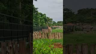 Giraffe  safari drive at Bannerghatta National Park