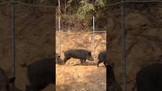 Amazing Wild Boar Attack  #pig #boar #animals #viral #wildboar #wildboarfarm #wildpig #wildlife