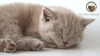 Music to Relax Cats - Calming Sleep Music for Cats (with cat purring sounds)