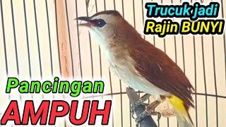 AMPUH.. PANCINGAN TRUCUKAN INI bikin BURUNG TRUCUK RAJIN BUNYI