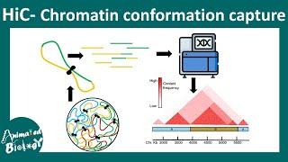 Hi-C | chromosome conformation capture | 3D chromatin architecture