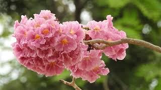 the edo sakura whit Khmer Cambodia GOOD