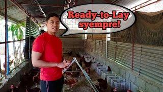 Bakit Ready-to-Lay ang Binili Nya Kesa  Day Old Chick? | Free Range Chicken