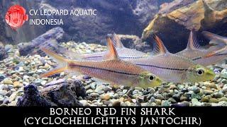 Cyclocheilichthys jantochir. The BORNEO Red Fin Shark! (Leopard Aquatic U045B)
