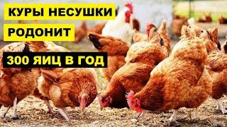 Разведение Кросс кур Родонит как бизнес идея | Куры Кросс Родонит