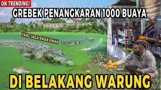 GREBEK PENANGKARAN 1000 BUAYA DI BELAKANG WARUNG!! YANG JAGA EMAK EMAK! #AudreyA #KINGOFTHEJUNGLE