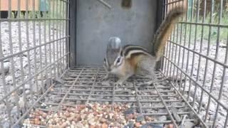 Trapping a chipmunk