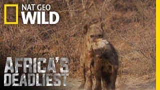 Hyena Hazing | Africa's Deadliest