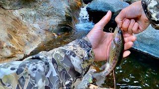 Fly Fishing Native Rainbow Trout | Southern California