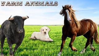 Farm Animals Song - Sound Effects | Farm Animal Sounds  FARM ANIMALS TV