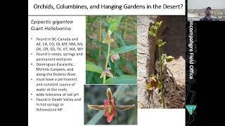 Lecture Series: Rare and Endemic Plants of the NCAs