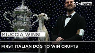 Whippet Miuccia Becomes the First Italian Dog to Win Crufts | DRM News | AD1Z