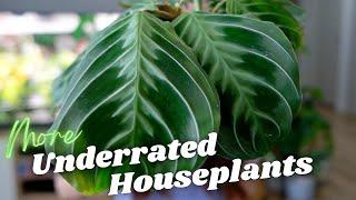 Unusual & underrated houseplants more people need to know about