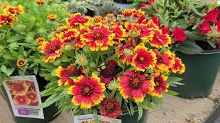 Gaillardia 'Arizona Sun' & Celebration (Blanket Flower)//BOLD, Colorful NATIVE Perennial Varieties