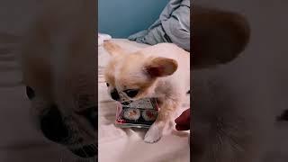 Don't touch my Sushi #dog #funnyvideos #sushi #animals #top