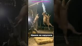  ПРОСТО ПОВЕЗЛО #видео #приколы #ролики #фильмы #кино #sherts