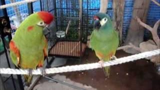 Illiger Macaw Red Fronted Macaw do small talk