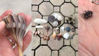 Stormy virtual beach walk + beachcombing after 3 days of storms. Low tide exploring and shelling.