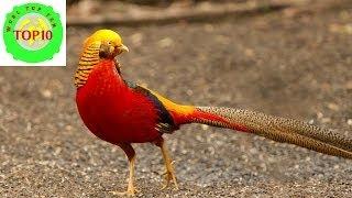 Top 10 Most Beautiful Birds in the World